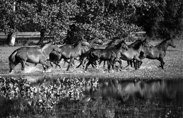 Horses  at Schnaudertrebnitz Germany